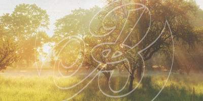 Morgendliche Streuobstwiese von Burkhardt Fruchtsäfte: Sonnenstrahlen fallen durch dichten Nebel auf grüne Bäume, überlagert von einem großen, transparenten geschwungenen Marken-Logo