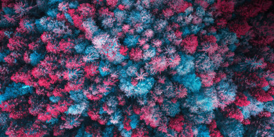 Das Bild zeigt einen Wald von oben, der durch eine Wärmebildkamera betrachtet wird und somit die Farben Blau und Pink hat