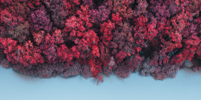 Das BIld zeigt einen Wald, der von einem Fluss durchdrungen wird und durch die Wärmebildkamera Pink und Blau wirkt