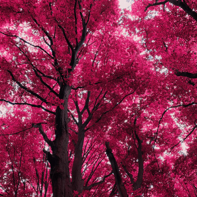 Das Bild zeigt eine Baumkrone, die durch eine Wärmekamera betrachtet wird und dadurch pinke Blätter hat.