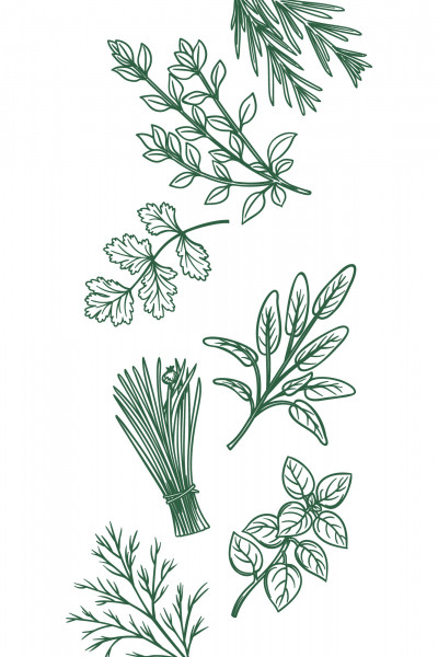 Dunkelgrüne Strichzeichnungen verschiedener Küchenkräuter wie Rosmarin, Basilikum, Schnittlauch, Petersilie und Thymian auf weißem Hintergrund